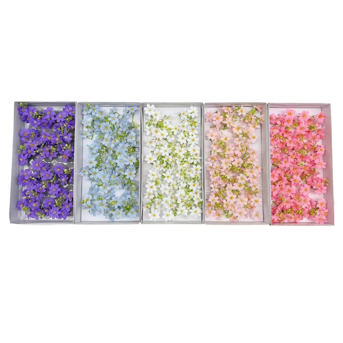 Hoa sáp cúc cánh tim cụm